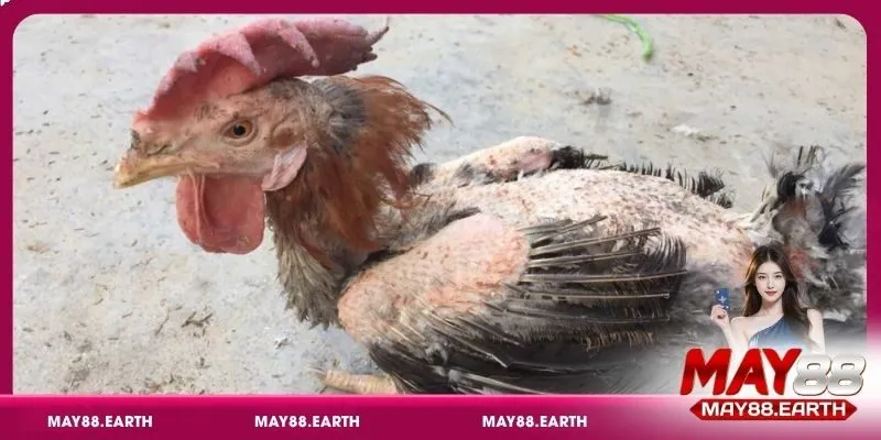 Bí quyết nhận diện các loại bệnh ở gà qua biểu hiện bên ngoài