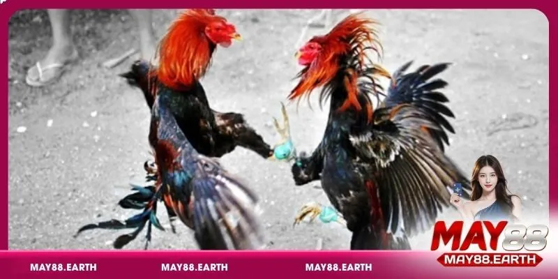 Bí quyết nhận diện chiến kê dũng mãnh trong đá gà cựa sắt