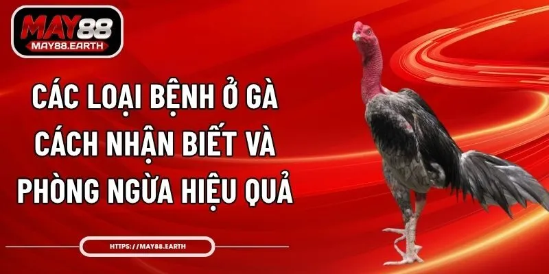 Các Loại Bệnh Ở Gà – Cách Nhận Biết Và Phòng Ngừa Hiệu Quả