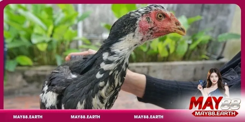 Các loại bệnh ở gà phổ biến do virus và vi khuẩn gây ra