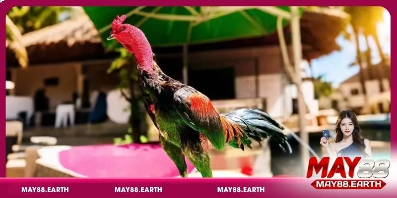 Chiến lược phòng ngừa và xử lý các loại bệnh ở gà bền vững