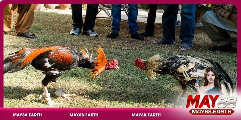 Chiến thuật đặt cược đá gà cựa sắt thông minh tại May88