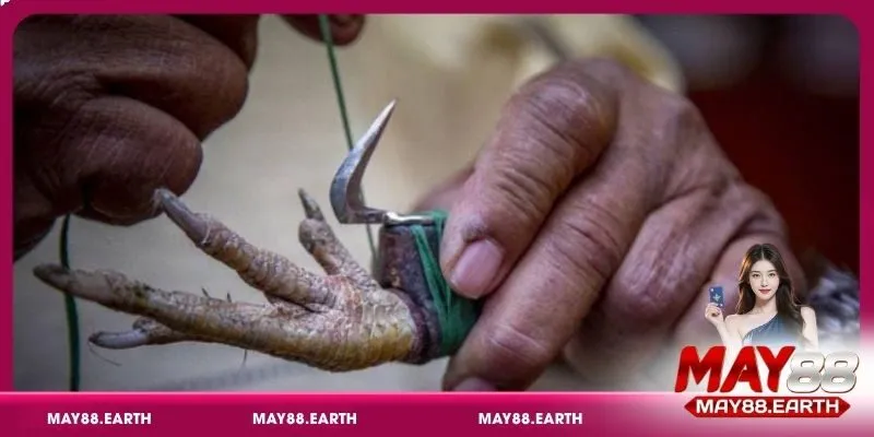 Đá gà cựa dao là hình thức thi đấu kịch tính và đầy hấp dẫn