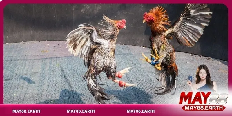 Đá gà cựa sắt là phiên bản hiện đại của loại hình truyền thống