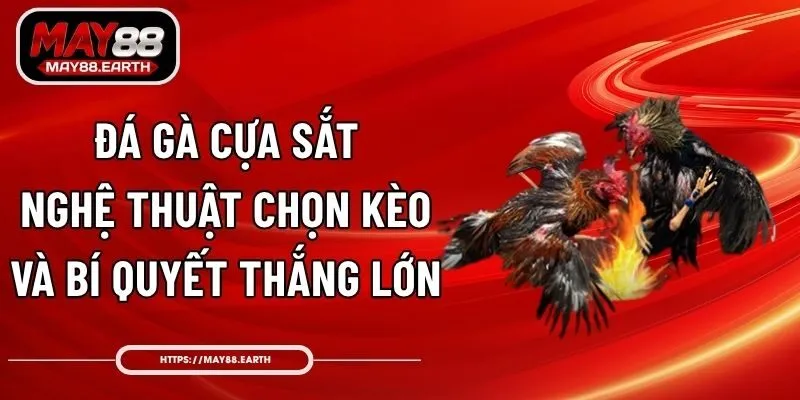 Đá Gà Cựa Sắt – Nghệ Thuật Chọn Kèo Và Bí Quyết Thắng Lớn