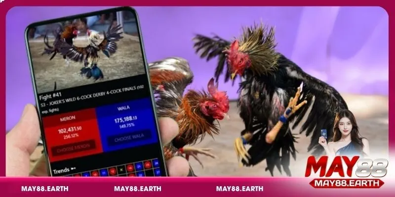 Kinh nghiệm cá cược đá gà giúp bạn tự tin khi đặt cược