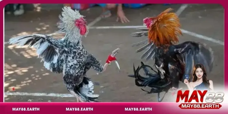 Kinh nghiệm chơi đá gà cựa dao hiệu quả tại May88