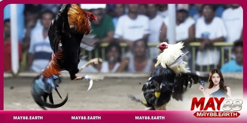 Luật chơi đá gà cựa dao và các kèo cược phổ biến