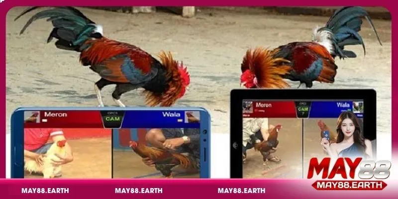 Theo dõi nhịp ra đòn của từng chiến kê